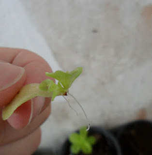 Pinguicula-wesser-leaf-cutting-corte-folha