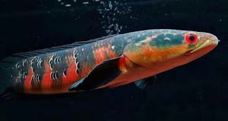 10 Jenis Ikan Channa Maru Paling Populer