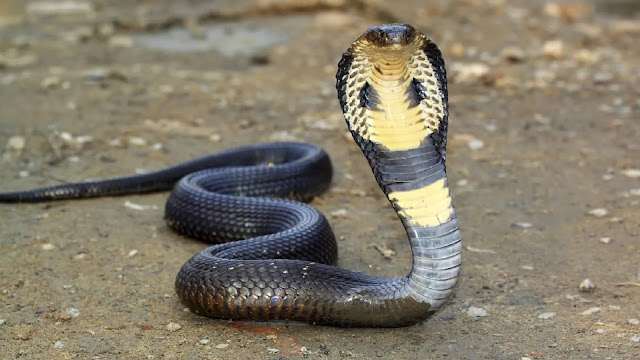 King Cobra