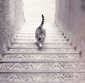 แมวตัวนี้กำลังเดินขึ้น หรือเดินลงจากบันไดกันแน่ คำตอบที่ได้จะบอกบ่งได้ถึงความคิดของคุณได้
