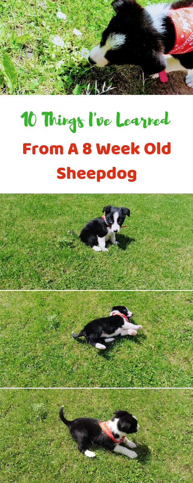 10 Things I've Learned From An 8 Week Old Sheepdog