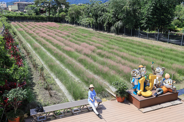 南投集集和平快樂田園粉黛亂子草，粉紅愛情草花海網美網帥必訪