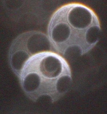 orb with four holes