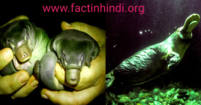 Animals Facts in Hindi