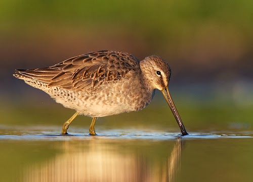 Long-billed Dowitcher HD Wallpapers