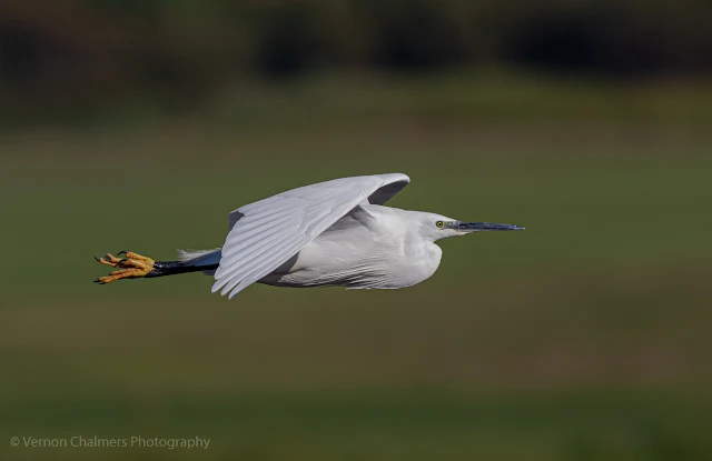 Little Egret in Flight Woodbridge Island, Cape Town