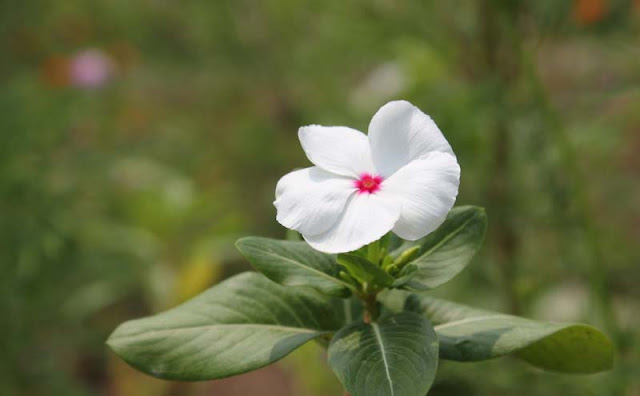 Vinca Flowers Pictures