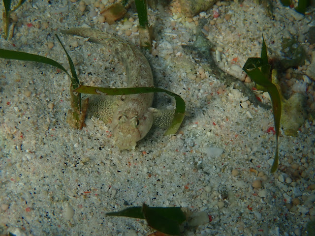 Gnatholepis anjerensis