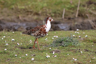 Hoants - Kemphaan - Calidris pugnax