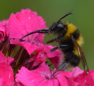 Insekten, insekte, insektet, intsektuak, insekti, Насекоми, insekter, insects, Putukad, Hyönteiset, insectes, έντομα, serangga, feithidí, skordýr, insetti, 