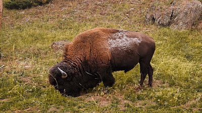 Bison