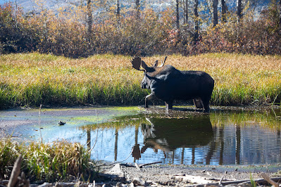 Bull Moose reflected in wetlands.