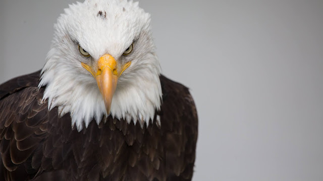 Bald Eagle HD Wallpapers #2