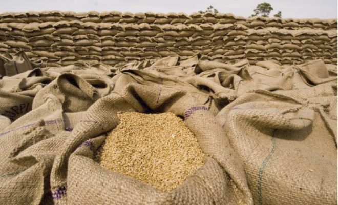 جهات خارجية تنشط في شراء القمح بحلفا الجديدة