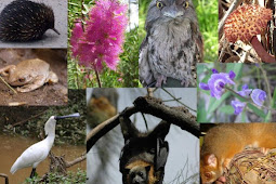  Keanekaragaman Makhluk Hidup dan Upaya Pelestariannya