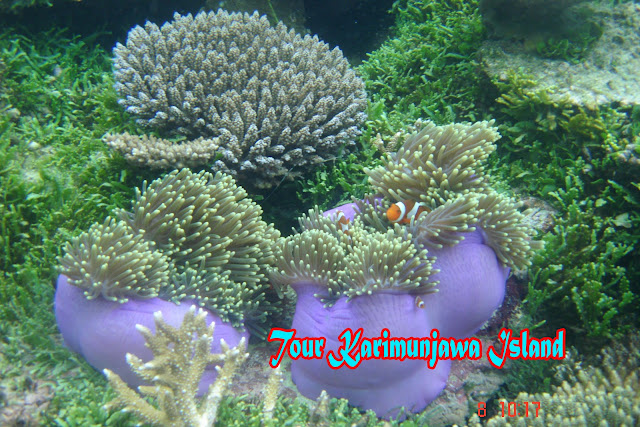 tour karimunjawa