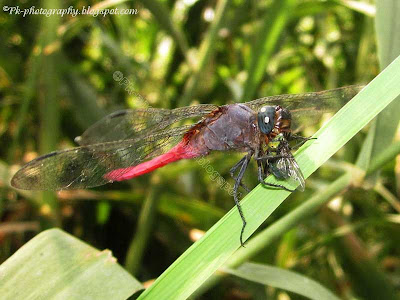 Dragonfly Photo