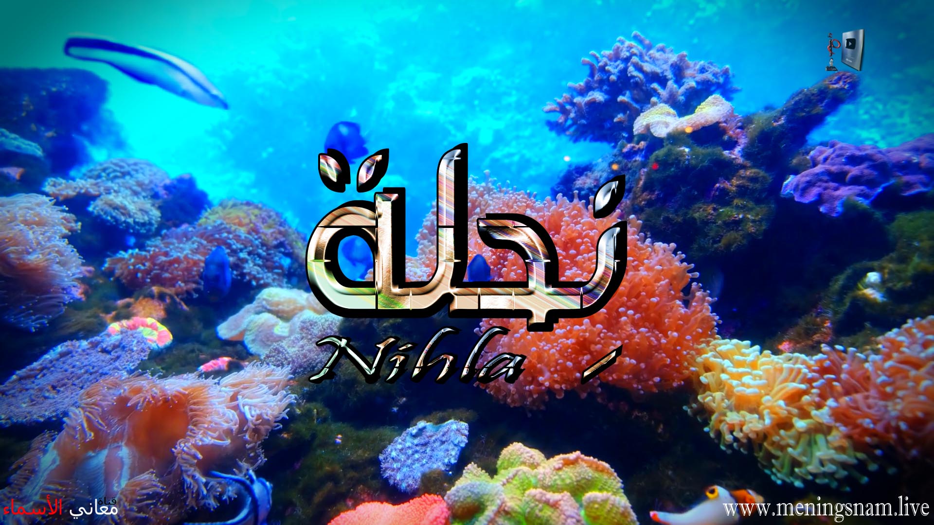 معنى اسم, نحلة, وصفات, حاملة, هذا الاسم, Nihla,