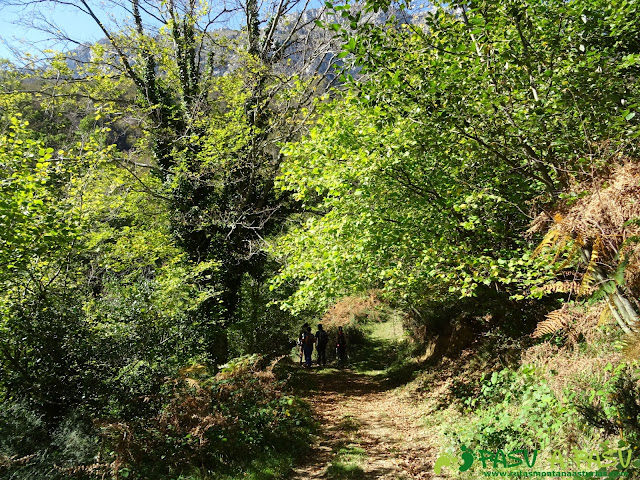 Ruta Vega Pociellu y Bosque Fabucao: Saliendo de la Ablanosa