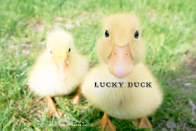 Lucky Duck, Bliss-Ranch.com