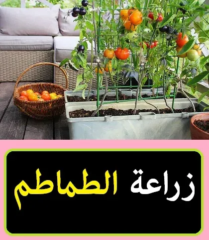 "","زراعة الطماطم","","","","","","","" "","زراعة الطماطم بالتنقيط","","","","","","","" "","زراعة الطماطم في الصيف","","","","","","","" "","زراعة الطماطم في البيت","","","","","","","" "","زراعة الطماطم من البذور","","","","","","","" "","زراعة الطماطم في شهر يونيو","","","","","","","" "","زراعة الطماطم في أصيص","","","","","","","" "","زراعة الطماطم فى مصر","","","","","","","" "","زراعة الطماطم في البلكونة","","","","","","","" "","زراعة الطماطم الشيري","","","","","","","" "","زراعة الطماطم المتسلقة","","","","","","","" "","زراعة الطماطم المعلقة","","","","","","","" "","زراعة الطماطم السلك","","","","","","","" "","زراعة الطماطم الشيري من البذور","","","","","","","" "","زراعة الطماطم العروة الصيفية","","","","","","","" "","زراعة الطماطم الشتوية","","","","","","","" "","زراعة الطماطم الشيرى فى المنزل","","","","","","","" "","زراعة الطماطم هيدروبونيك","","","","","","","" "","زراعة الطماطم بالمنزل","","","","","","","" "","زراعة الطماطم مائيا","","","","","","","" "","زراعة الطماطم في المنزل","","","","","","","" "","زراعة الطماطم في المنام","","","","","","","" "","زراعة الطماطم ا","","","","","","","" "","زراعة الطماطم pdf","","","","","","","" "","زراعة الطماطم ppt","","","","","","","" "","زراعة الطماطم الفصلية pdf","","","","","","","" "","دليل زراعة الطماطم pdf","","","","","","","" "","زراعة الطماطم في تونس pdf","","","","","","","" "","زراعة الطماطم في السودان pdf","","","","","","","" "","زراعة الطماطم في الجزائر pdf","","","","","","","" "","زراعة الطماطم بدون تربة pdf","","","","","","","" "","زراعة الطماطم wikihow","","","","","","","" "","زراعة الطماطم تنقيط","","","","","","","" "","طرق زراعة الطماطم بالتنقيط","","","","","","","" "","طريقة زراعة الطماطم بالتنقيط","","","","","","",""