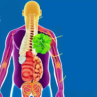 Healthy kidneys are vital for various bodily functions, including waste removal, electrolyte balance, blood pressure regulation, and red blood cell production