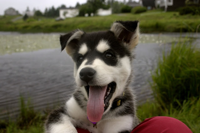 Molly Pops the foster puppy having a great time at Gaetz lake!