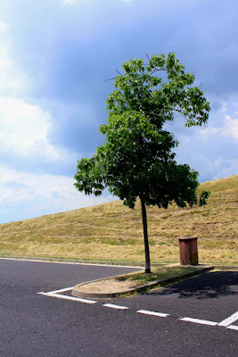 Parking tree guillaume lelasseux 2009