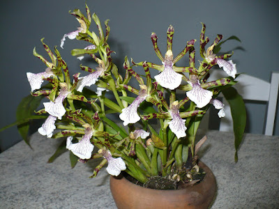 Zygopetalum crinitum care and culture