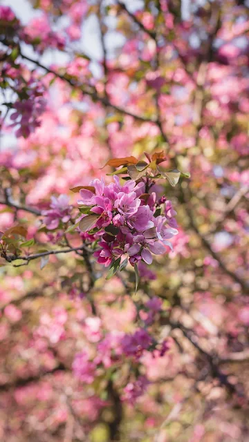 Flowers, Pink, Bloom, Spring, Garden