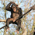 Funny Just Hanging Around Chimp