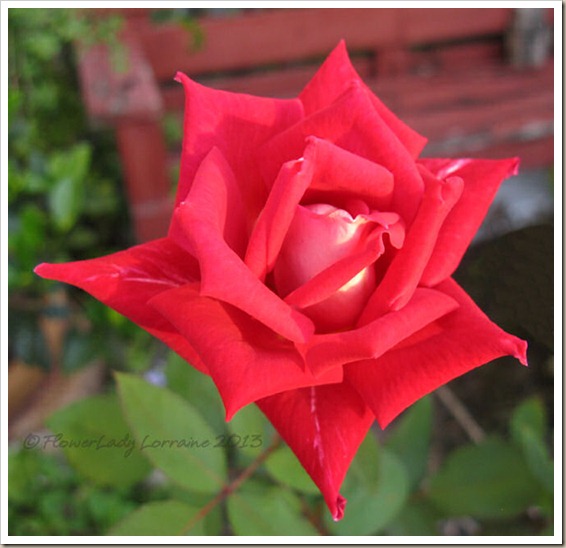 02-12-love-rose