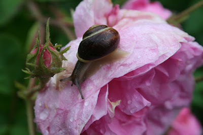 Schnecke auf einer Rose