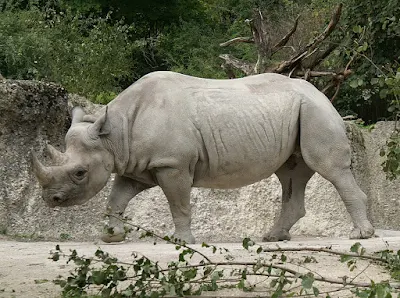 A black rhino