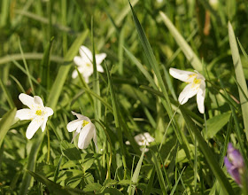 wildflowers in the woods in spring Norfolk