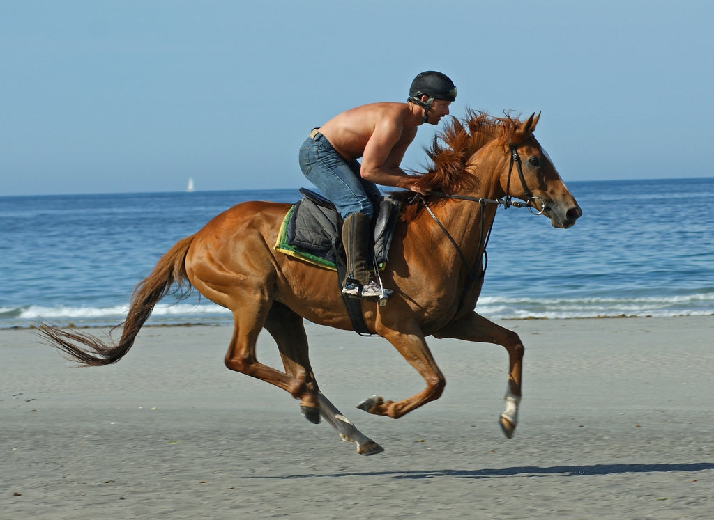 wallpapers horses. horse wallpaper, horse desktop