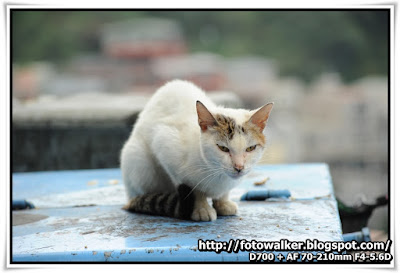 九份猫狗 (Cats & Dogs@Jiufen)