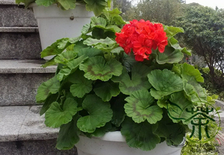 Gerânio ou Pelargonium hortorum Gerânio-ferradura