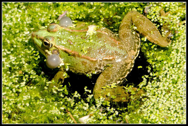 Sapo Parque El Capricho Madrid