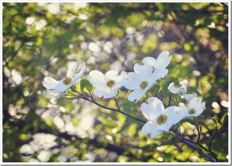 dogwood 007ed