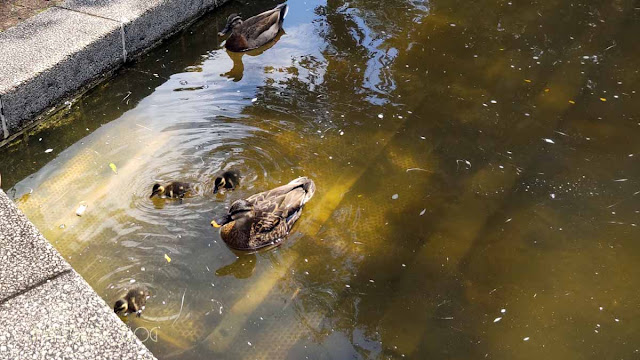 府中の森公園カモの雛