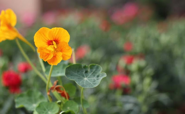 Nasturtium Flowers Pictures