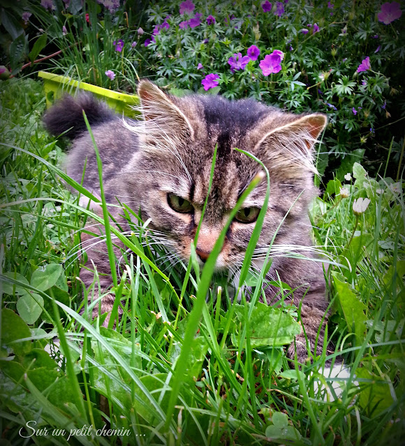 Le chat parmi les hautes herbes (Plume)