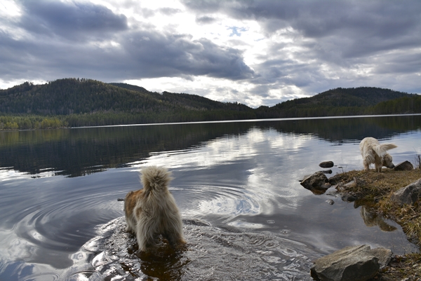 vælsvannet