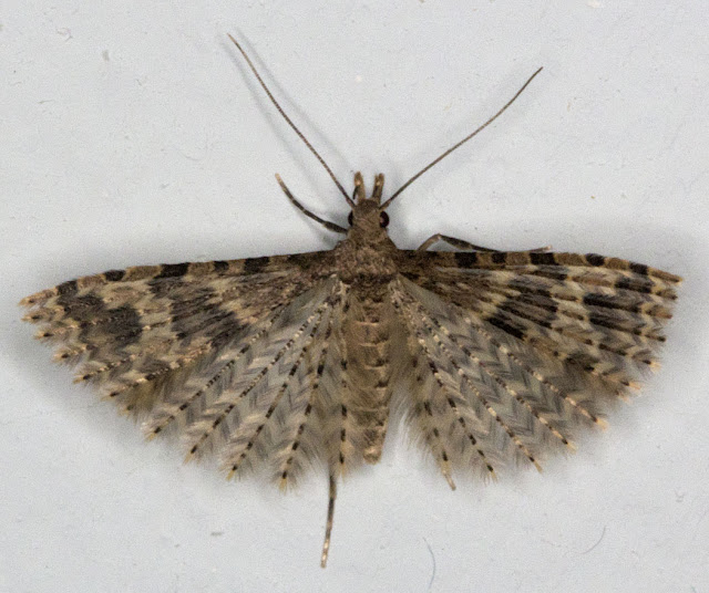 Twenty-plume Moth, Alucita hexadactyla.  Micromoth.  2 October 2011.