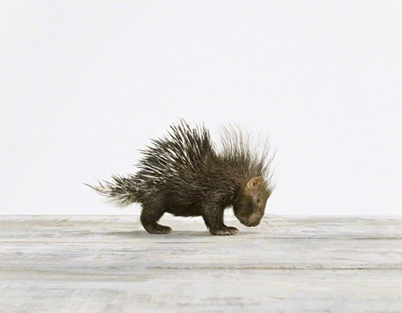 BabyPorcupine