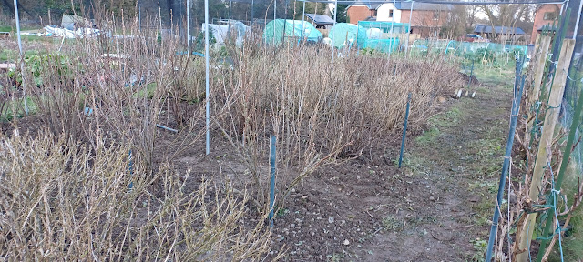 Fruit cage - weed-free