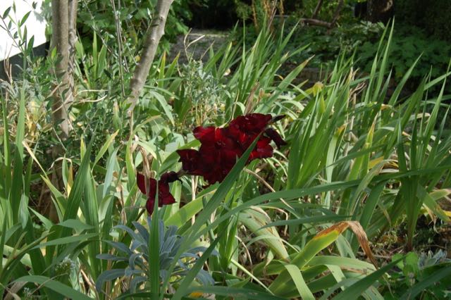 Gladiola 'Espresso'