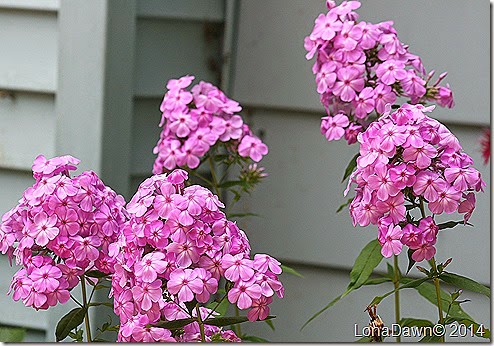 Phlox paniculata Franz Schulbert Bathroom 7_31
