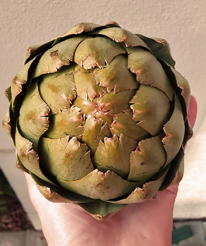 this is a whole fresh artichoke before cleaning it